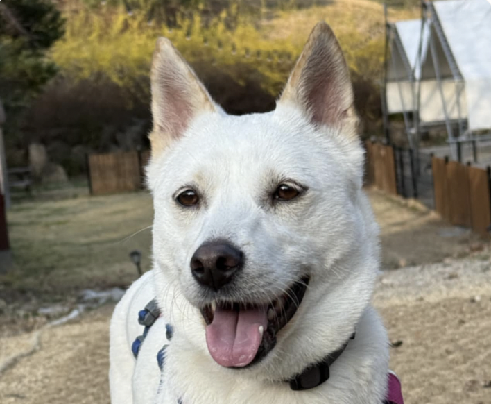 adoptable Dog in San Ramon, CA named Baekmi