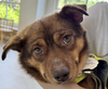 adoptable Dog in  named Sunny