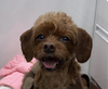 adoptable Dog in  named Iseul