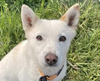 adoptable Dog in  named Suki