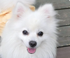 adoptable Dog in  named Roy