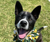 adoptable Dog in  named Minnie
