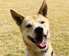adoptable Dog in  named Rowoon