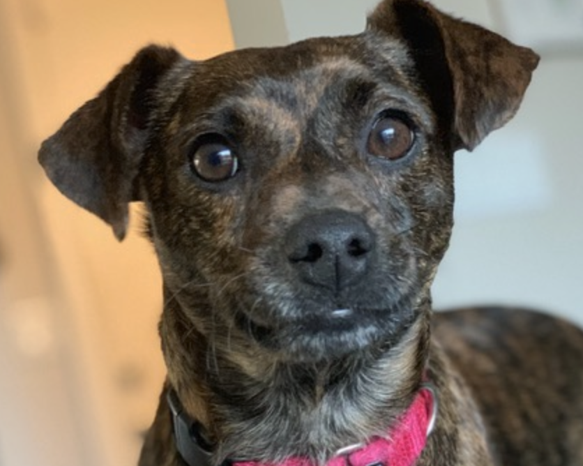 adoptable Dog in San Ramon, CA named Copper
