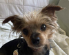 adoptable Dog in  named Winston