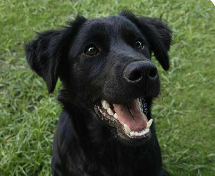 adoptable Dog in San Ramon, CA named Poppy