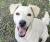 adoptable Dog in  named Lily