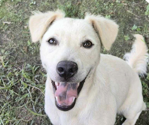 LILY - Mountain Dog available for adoption