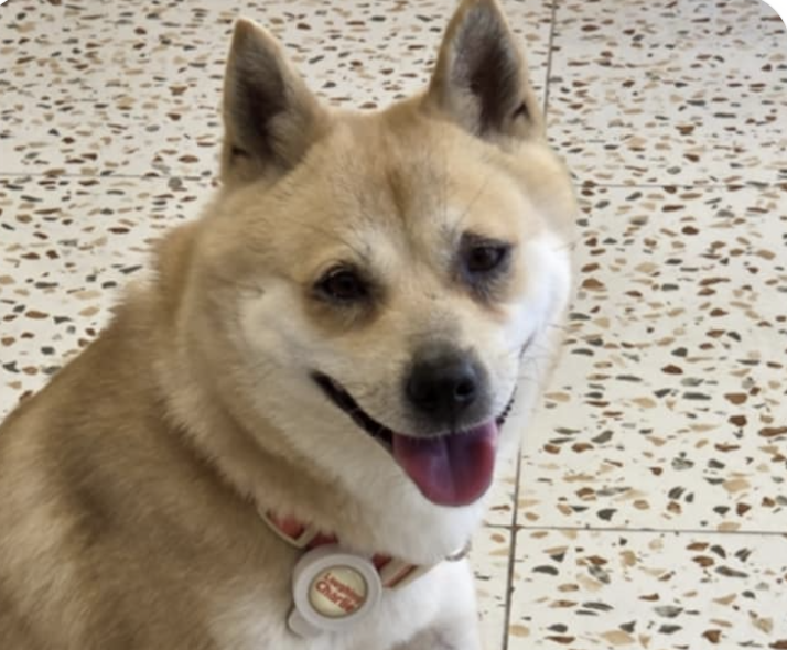 adoptable Dog in San Ramon, CA named Bonnie