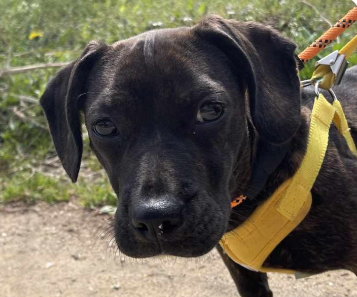 adoptable Dog in San Ramon, CA named Blossom