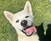 adoptable Dog in  named Lala