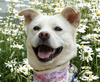 adoptable Dog in  named Mango