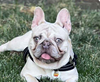 adoptable Dog in  named Stitch