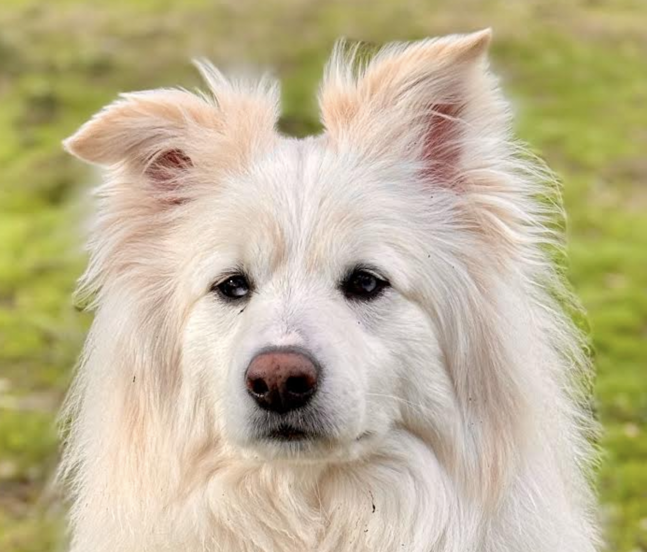 adoptable Dog in San Ramon, CA named Bear