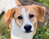 adoptable Dog in  named Mattie