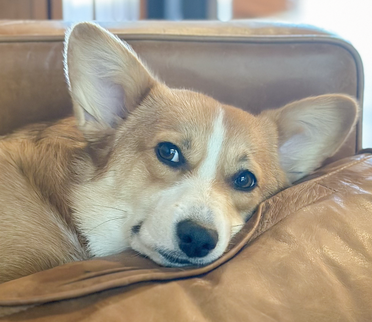 adoptable Dog in San Ramon, CA named Kimchi