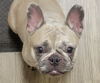 adoptable Dog in  named Tangie