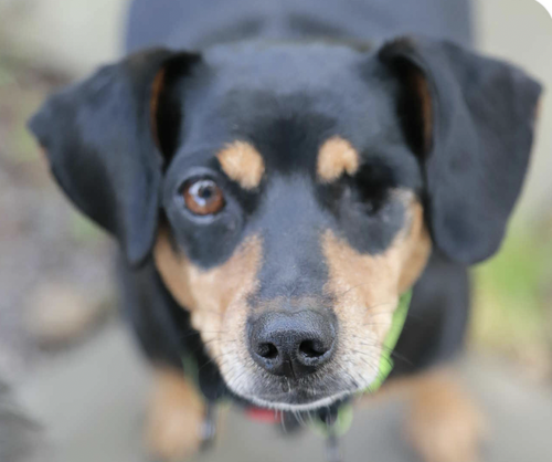 NURI - Dachshund available for adoption