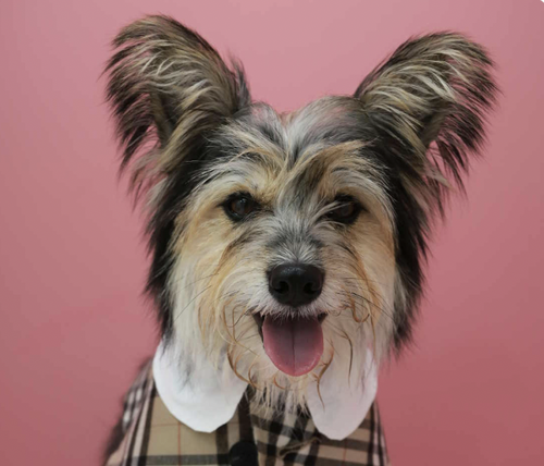 TOMMY - Papillon / Terrier available for adoption
