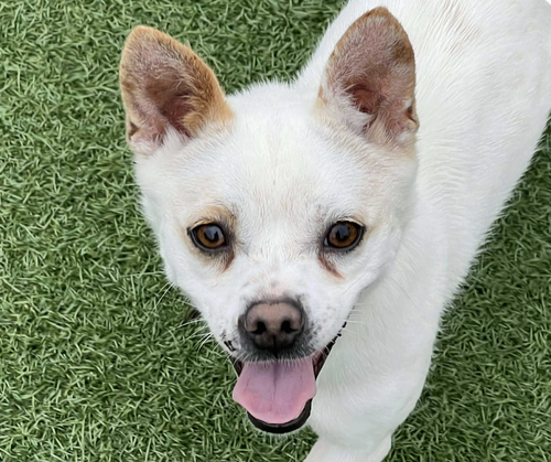 HOI - Spitz / Jindo (Korean) available for adoption