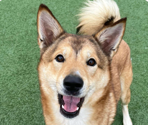 TONY - Jindo (Korean) available for adoption