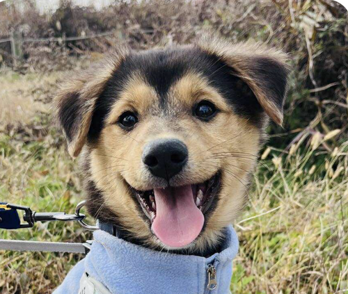 SUSU - Jindo (Korean) / Shepherd available for adoption