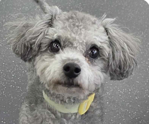 HARRY - Poodle (Miniature) available for adoption