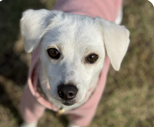 HAILEY - Terrier available for adoption