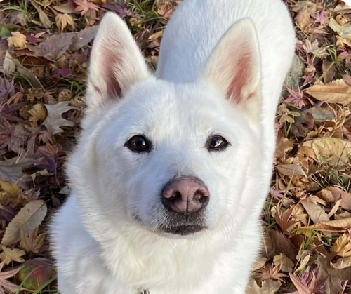 ETHAN - Jindo (Korean) / Shiba Inu available for adoption