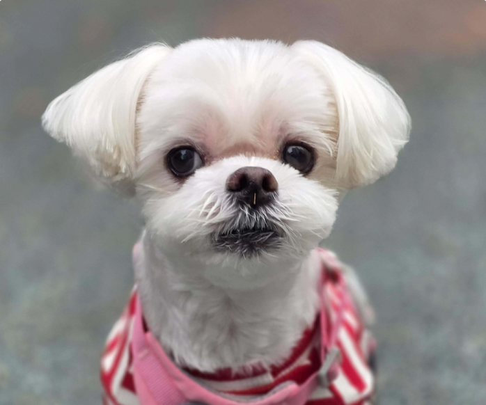 Toto Image