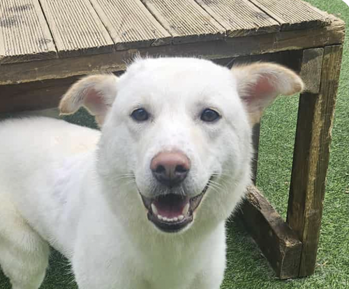 OZZY - Jindo (Korean) available for adoption