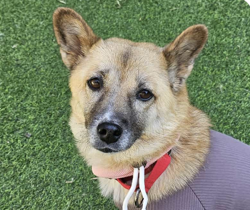 HAETSAL - Jindo (Korean) available for adoption