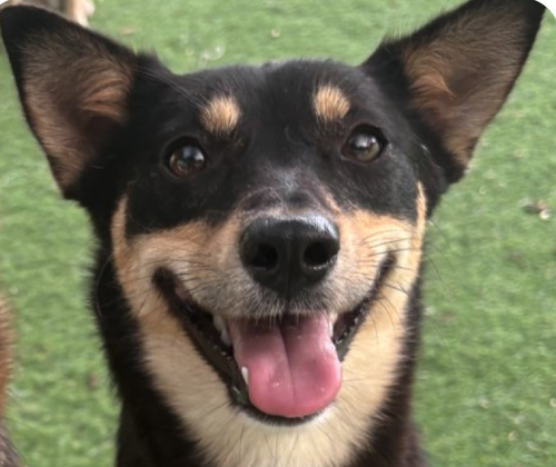 LOTTE - Jindo (Korean) available for adoption