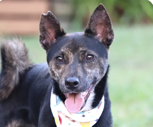 DUDU - Mountain Dog / Shiba Inu available for adoption