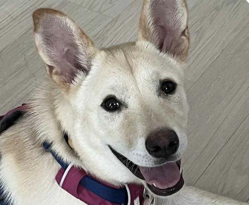 SOKI - Jindo (Korean) available for adoption
