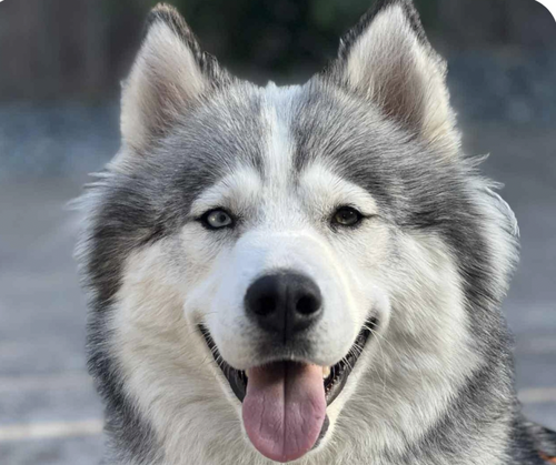 XENA - Siberian Husky available for adoption