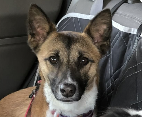 KYA - Jindo (Korean) available for adoption
