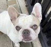 Luna - Photo 1