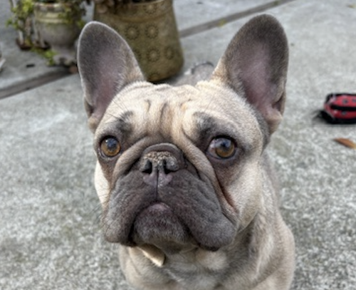 OLIVE - French Bulldog available for adoption