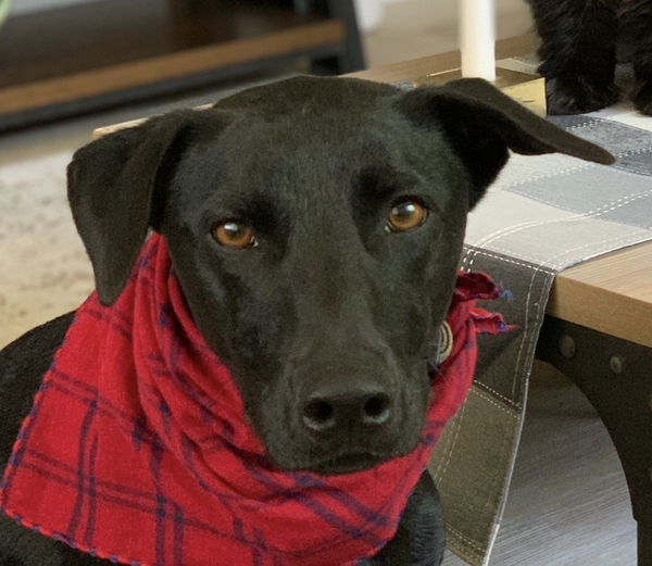 Stella