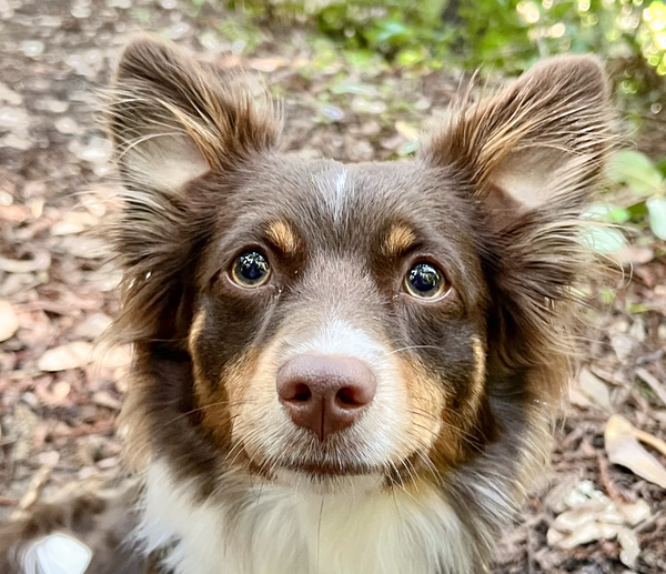 Bindi