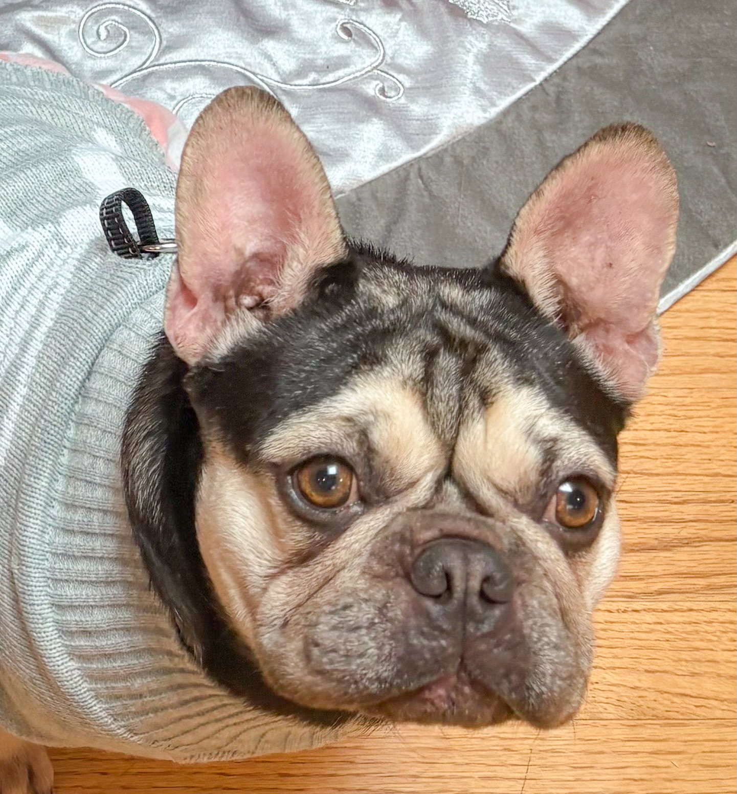 Maya
