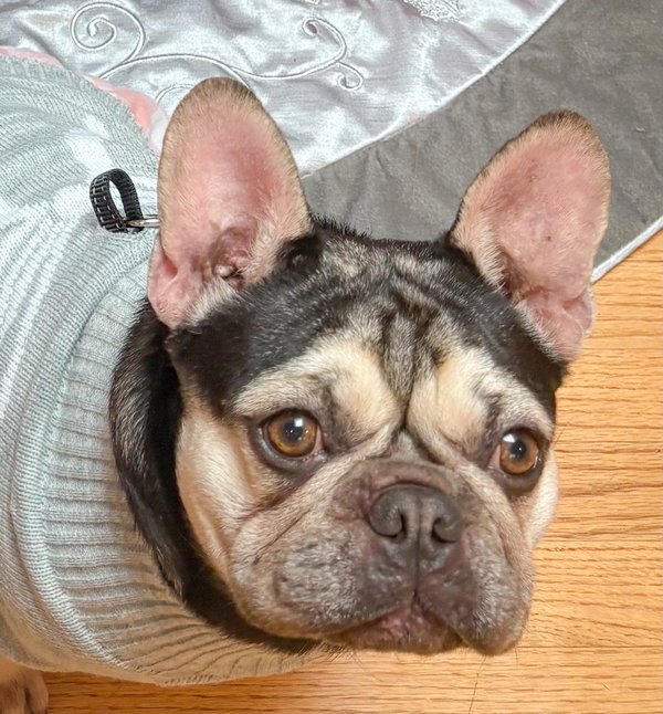 Maya