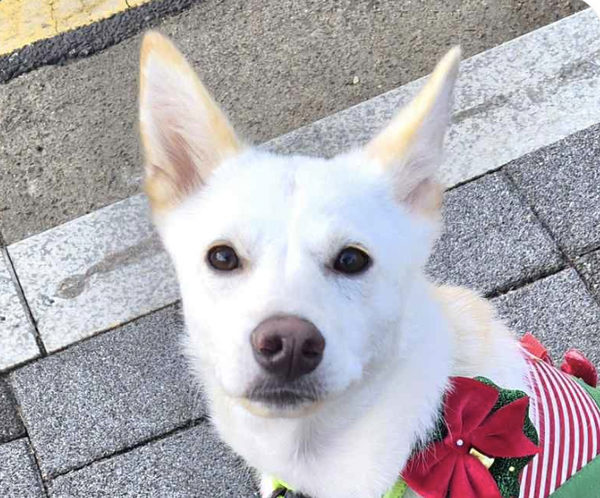 Hana