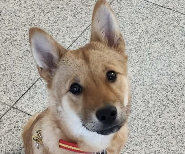 Cookie