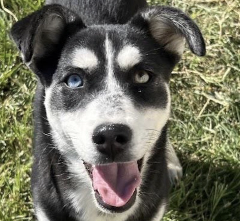Stella