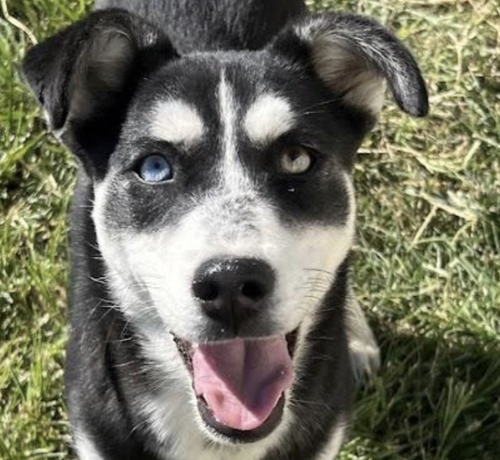 Stella