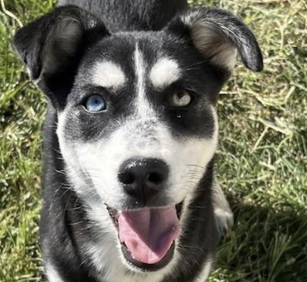 Stella