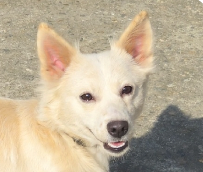 Jaena
