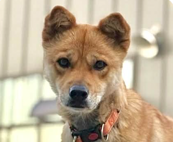 Aru